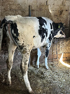 2 ADET BESİLİK DÜVE