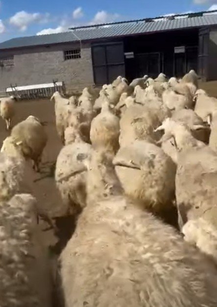 Küçükbaş Hayvanlar örnek ilan