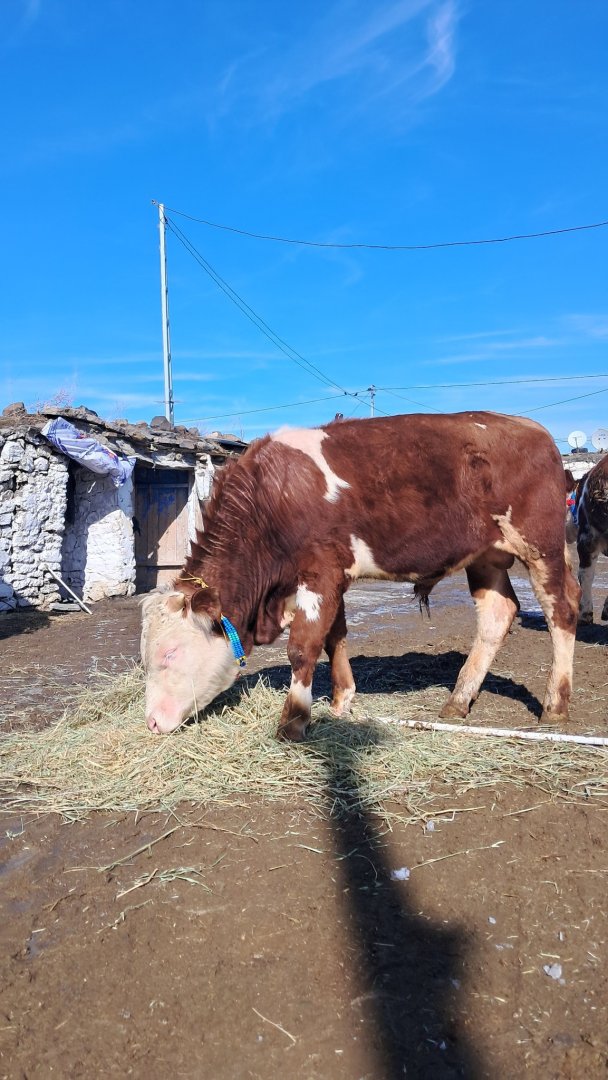 SATILIK TOHUMLUK KARS