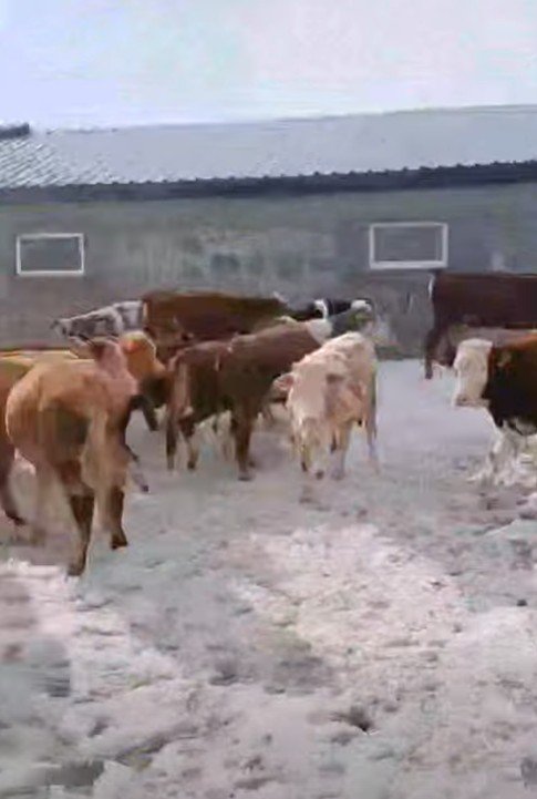 Satılık 30 adet yaylım dişi dana