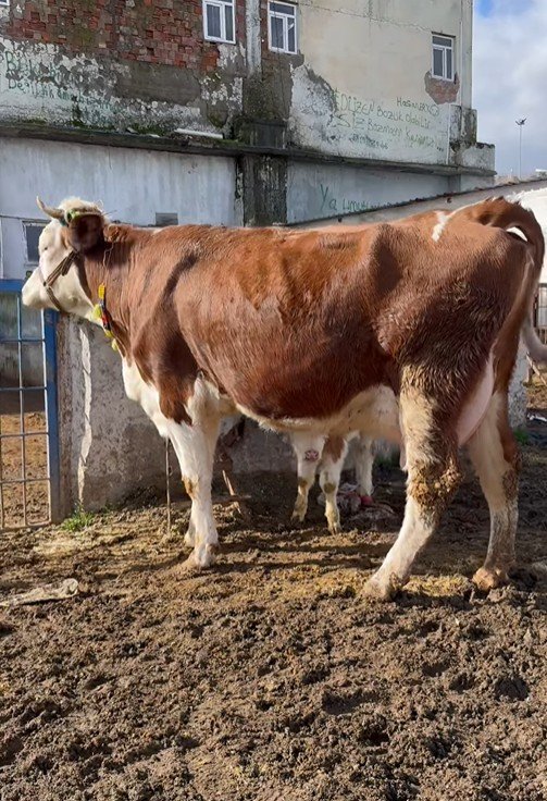 🧿 maşallah 🧿 rabbim star etsin kraliçemiz tonluk olup 2 Ci doğumu orjinal Simenter