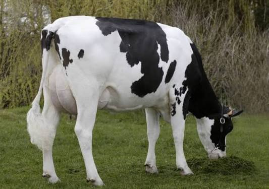 Holstein