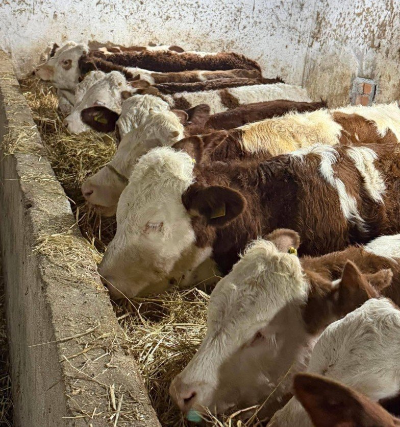 A KALİTE SİMETAL SAFKAN A KALİTE SİMETAL SAFKAN