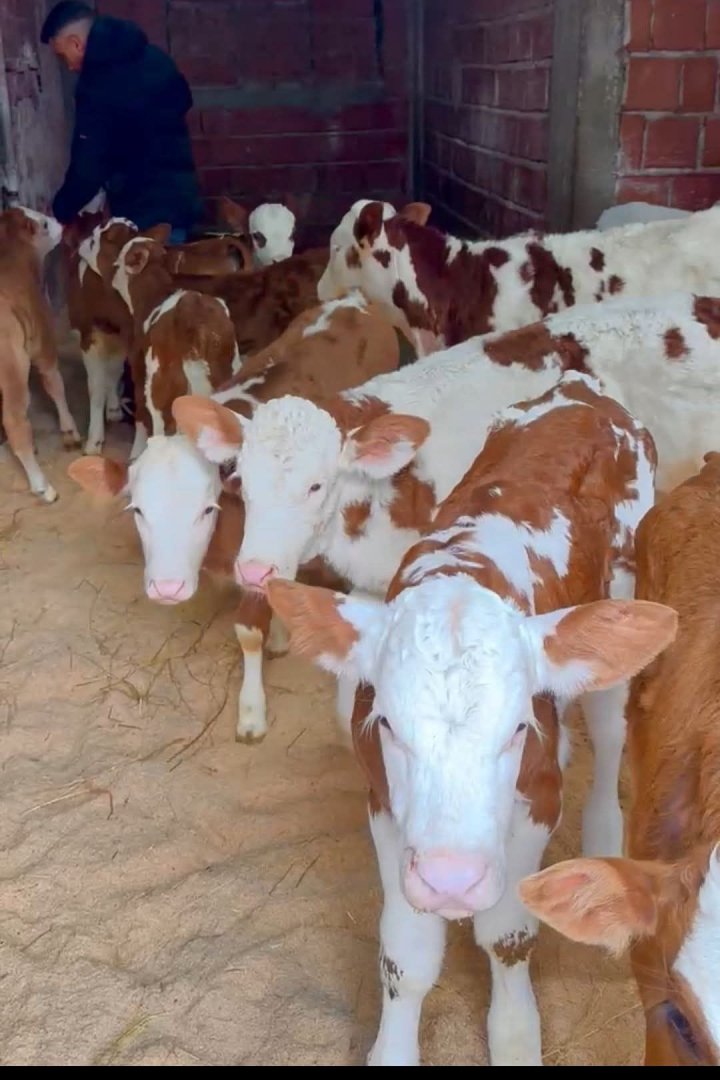 9-- ERKEK 3-- DİŞİ SATILIK  1-2-- AYLIK ARASI BUZAĞI