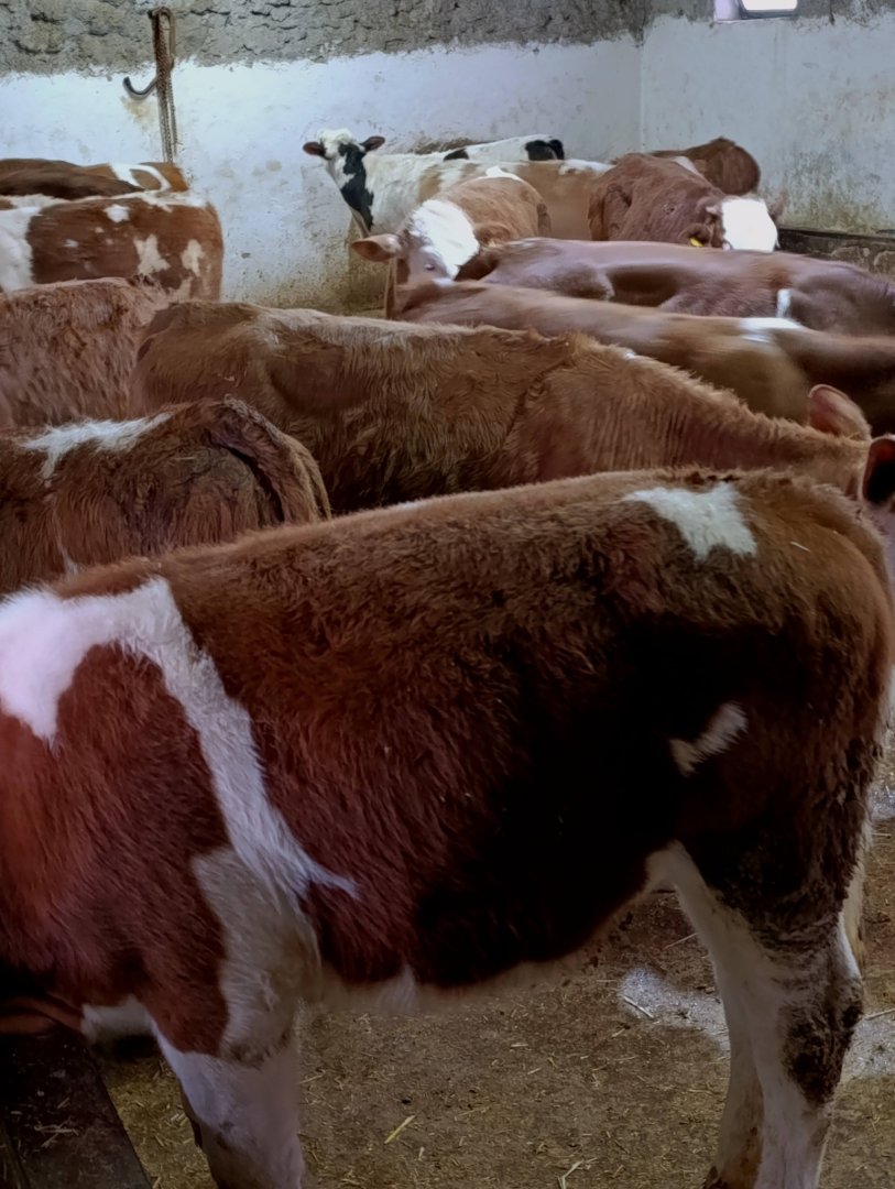 22ADET #SİMENTAL #DÜVE