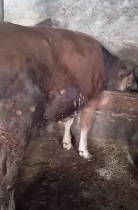 17 adet kurbanlık tosun şimdiden alicisina hayırlı olsun