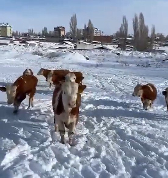 Satılık 9 adet erkek dana kaliteli yer kars merkez