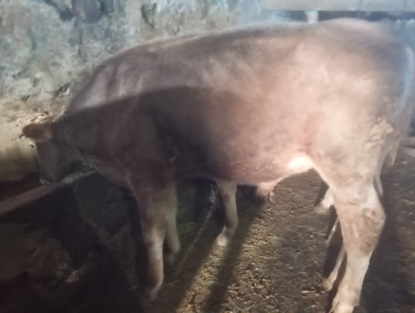 orta kalite 4 adet erkek dana