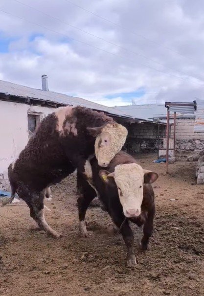 2 tane a+a üstün kalite işlek kıvırcık tohumluk danalar