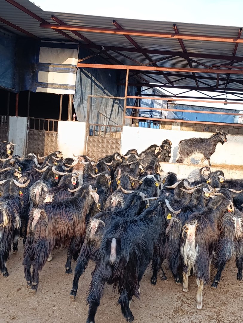 SATILIK 57 Adet Çepic HEPSİ ERKEK