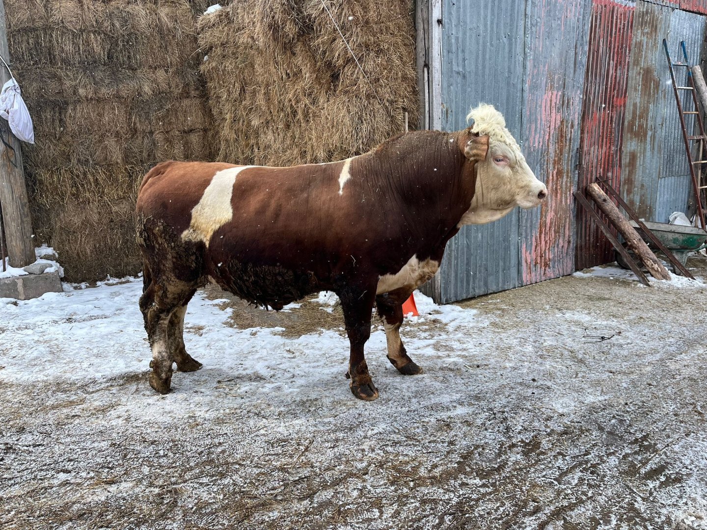 Damızlık ve kurbanlık da olur