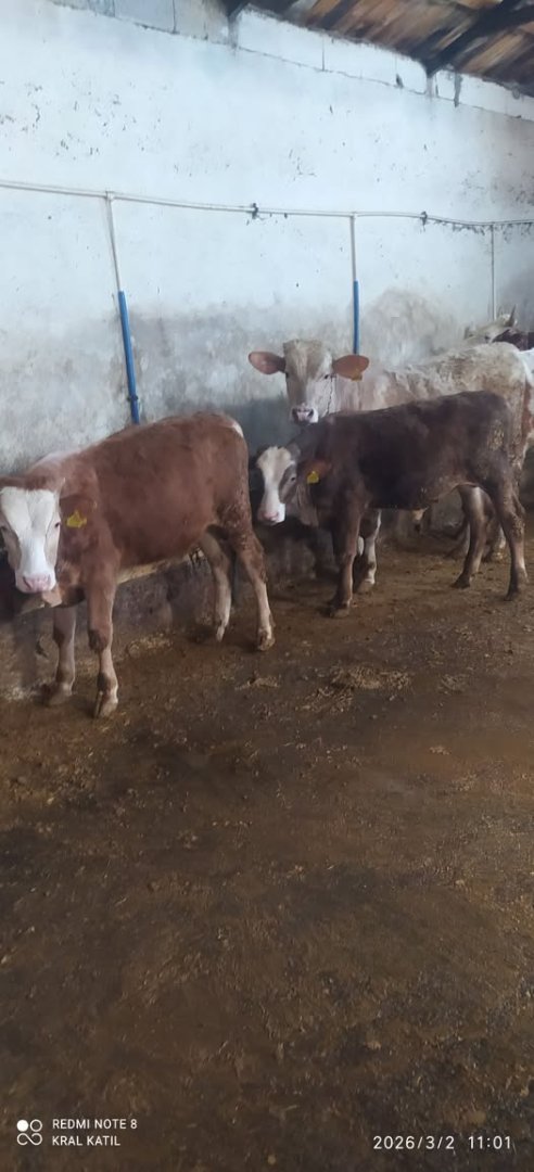 Satılık 3 Adet Erkek dana