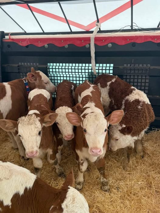 Satilk 9 erkek 3 dişi 1 ve 2 aylık toplu satiş