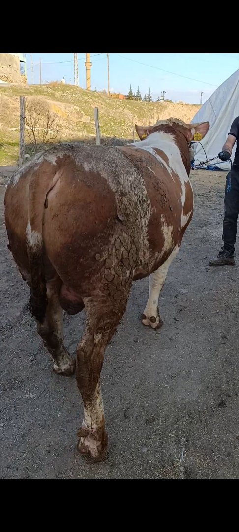 Kendi yetiştirmem ilk doğumunu yapacak Jersey kırması düve. Doğumuna 35-40 günü var. Boyu posu, endamı ortada beton gibi düve