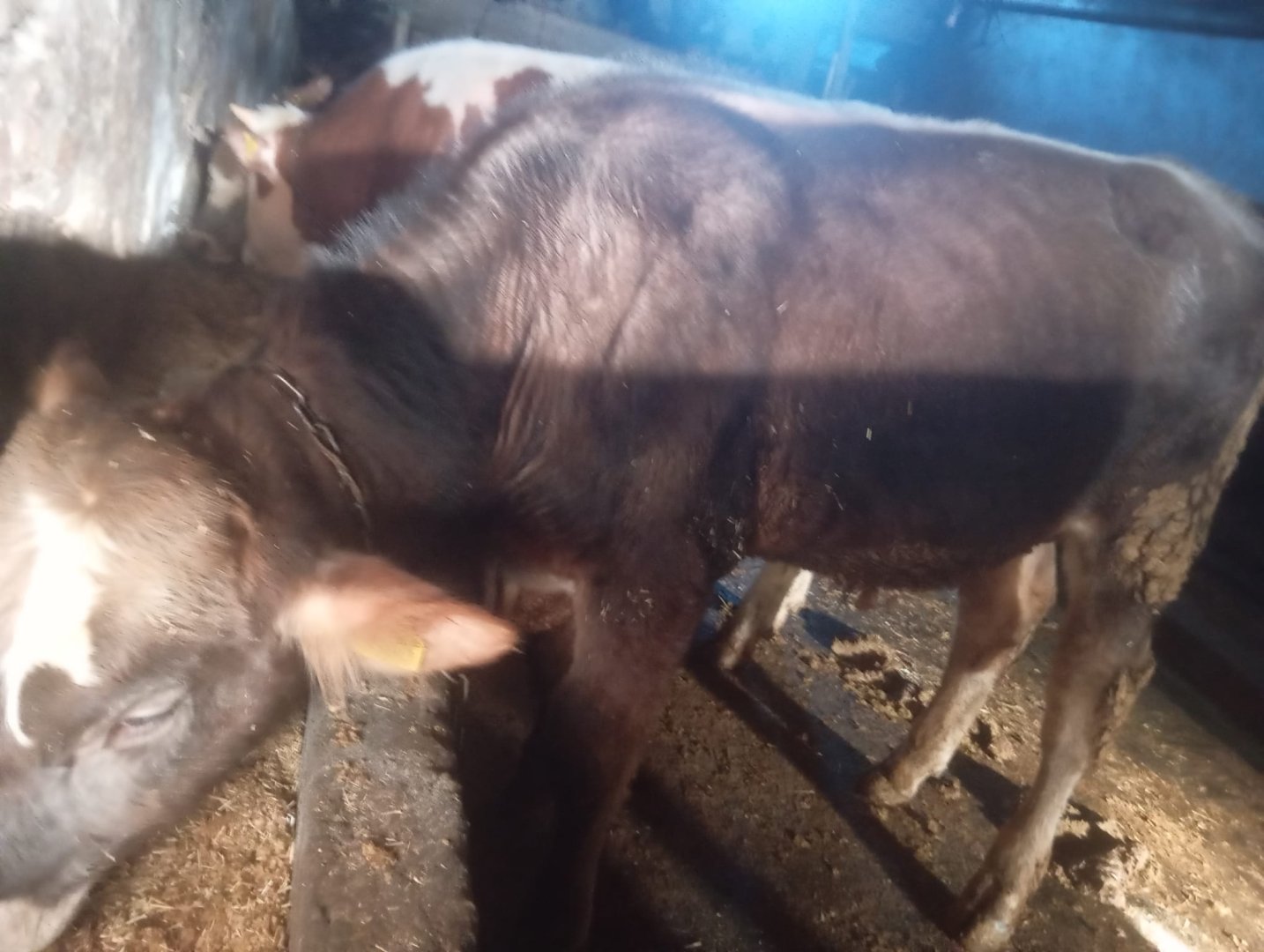 4 adet kaliteli erkek dana