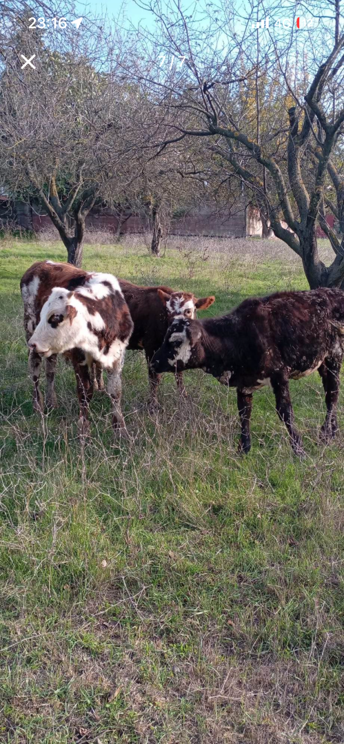 Satılık inek sürüsü tır takası değerlendirilir